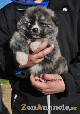 AKITAS DE LA SENDA DE T'SUNAYOSHI